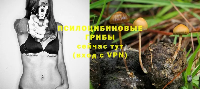 Псилоцибиновые грибы MAGIC MUSHROOMS  Кашира 